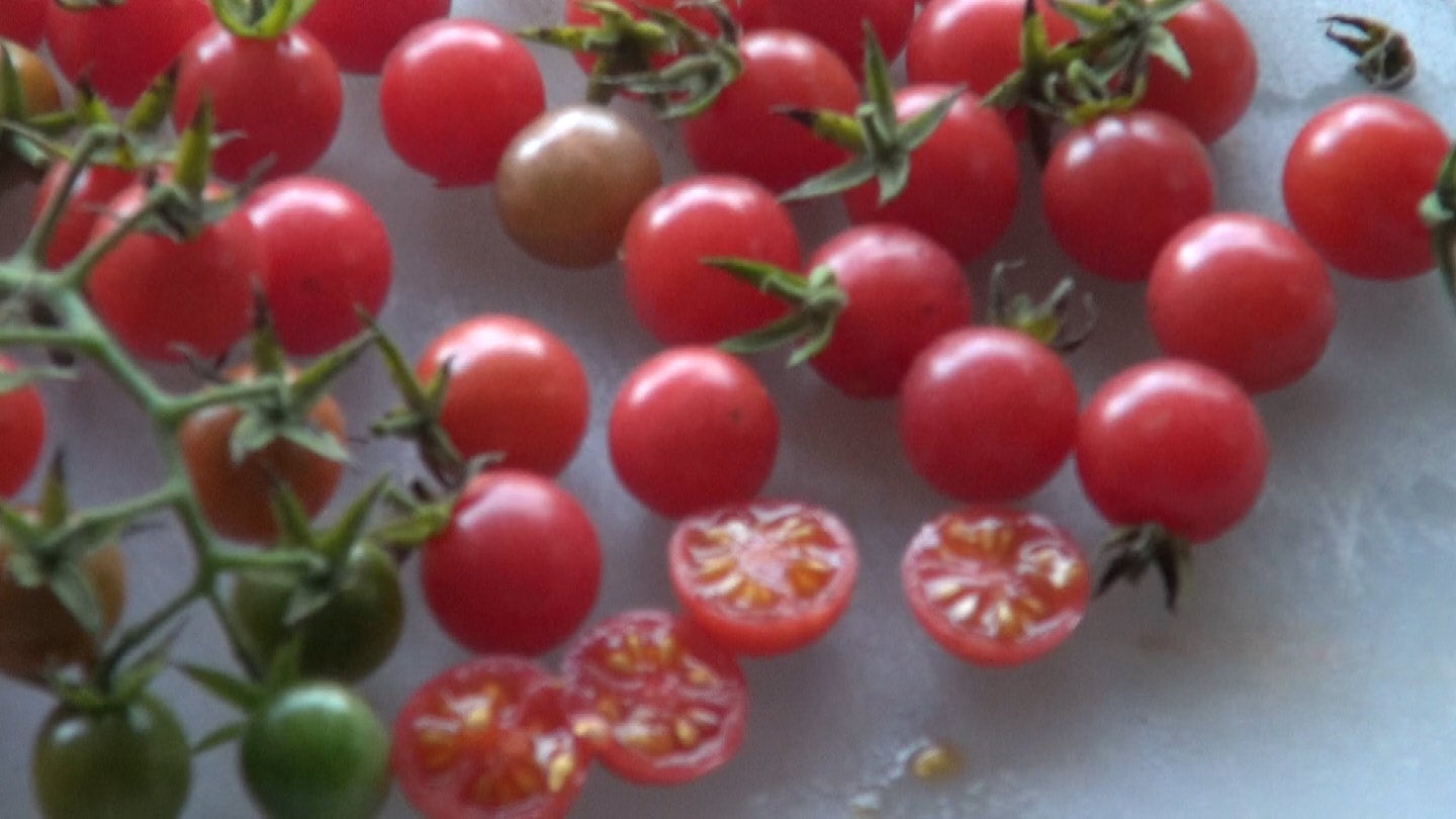 Everglades Tomato Seeds | HRSeeds